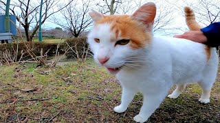 駆け寄ってきてそのまま後ろ向きで座る野良猫「背中ナデナデしてニャン」
