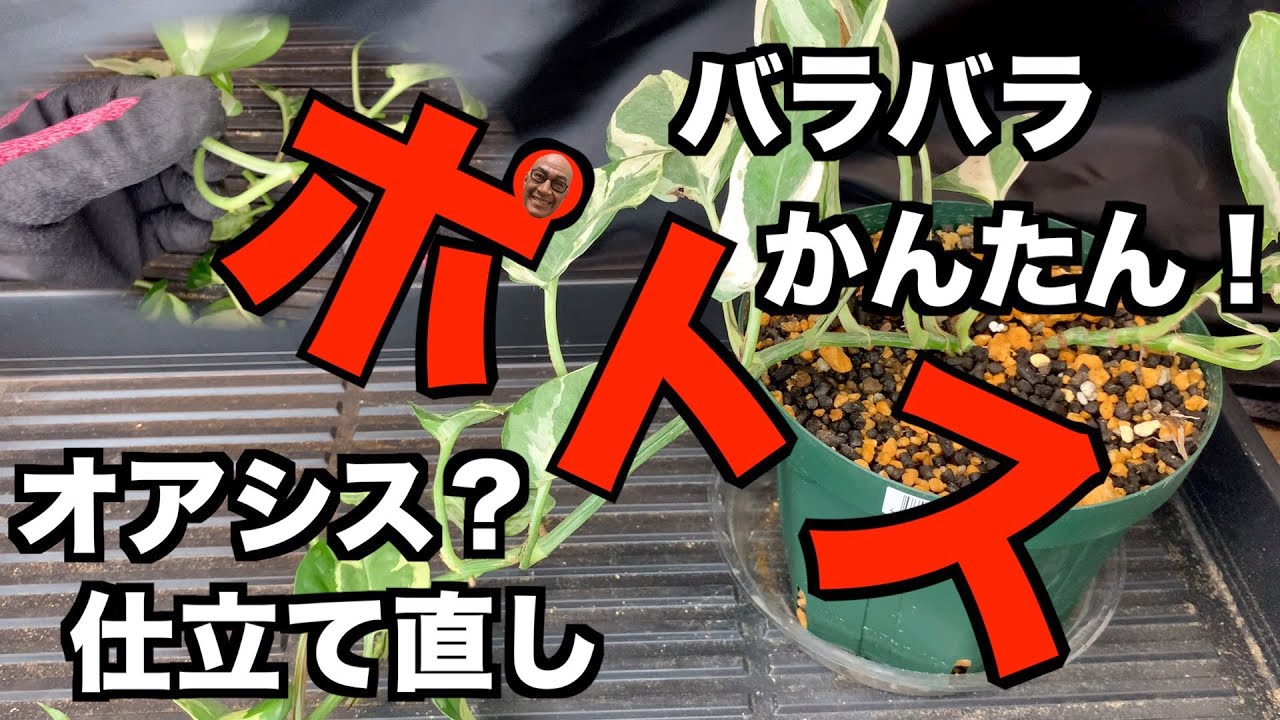 100均水苔がヤバすぎた Youtube