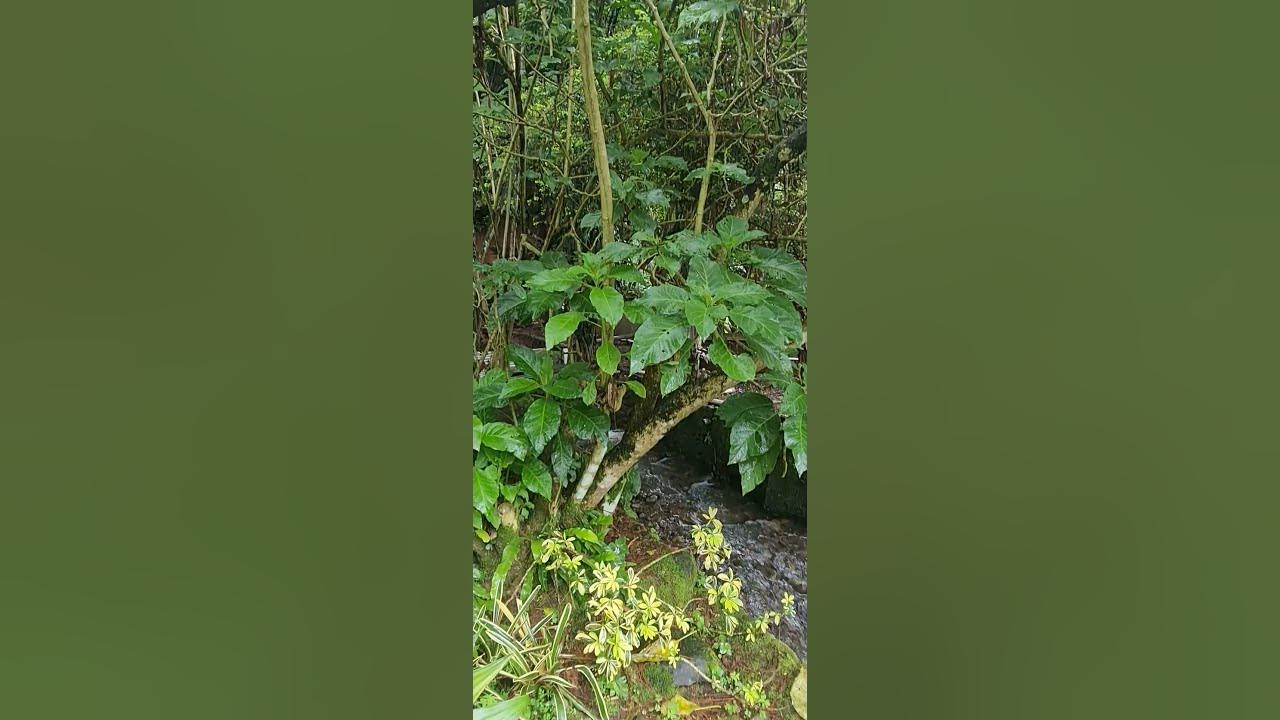 tropical landscape indonesia #biodiversity - YouTube
