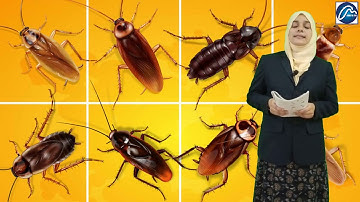 5 STD || Science || CBSE || NCERT || Animals Everywhere || Chapter-2 || Ratnasagar || Flora ||