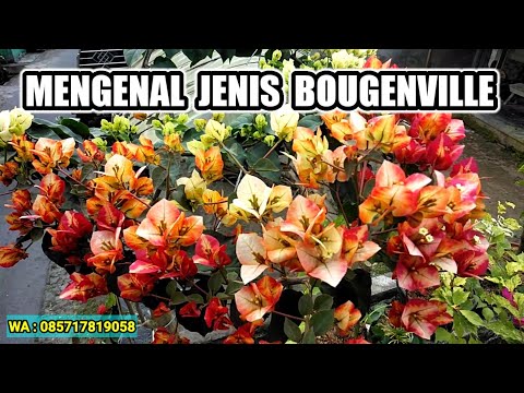 Video: Varietas bunga dan namanya