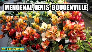 MENGENAL JENIS BOUGENVILLE IMPORT DAN LOKAL