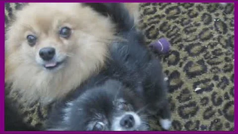 Pomeranians Playing Fetch (8 Dogs Total)