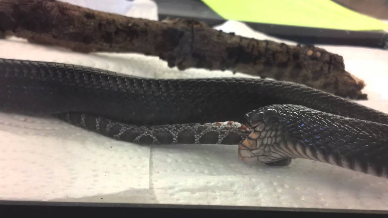 texas indigo snake vs rattlesnake