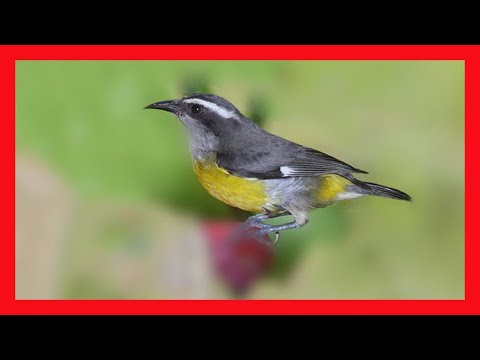 Reinita Canto - Bananaquit Bird Song - Bananaquit Bird Call -Bananaquit