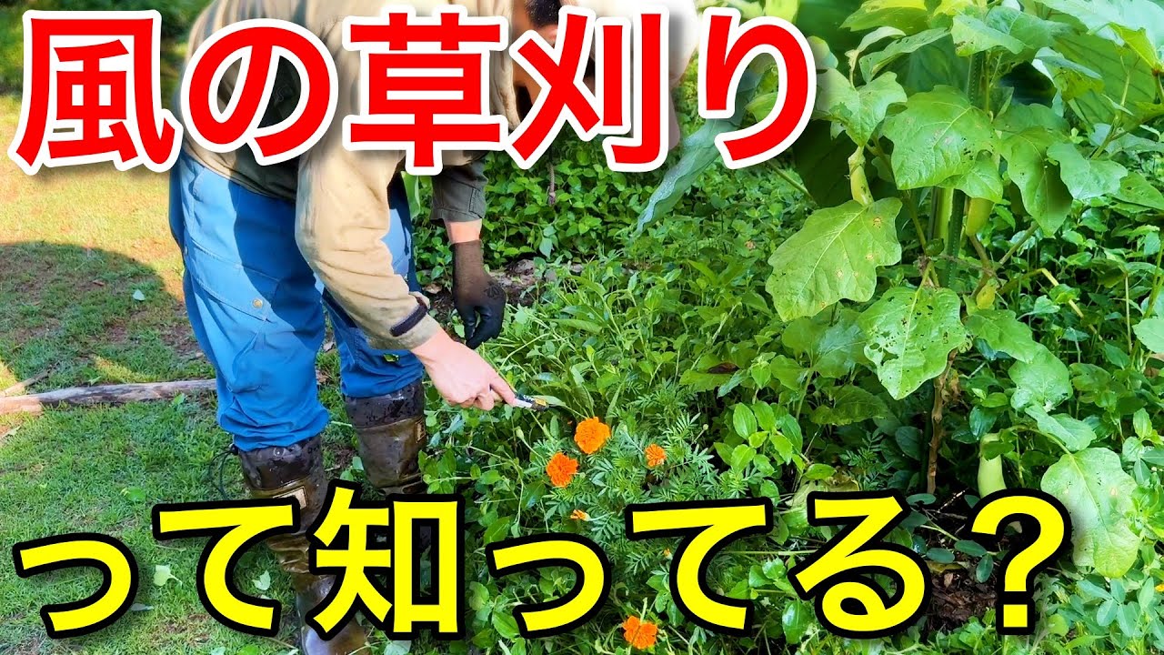 雑草が穏やかになる！？風の草刈りを畑で実践【大地の再生】【自然農】