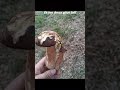 Cueillette des cèpes 2025 #automobile #mushroom