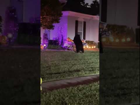 Bear eats Halloween candy from front yard in a Lake Mary, Florida neighborhood