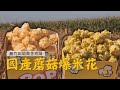 【#嘉義景點】國產爆裂玉米爆米花-田野蘑球｜GoGoTaiwan   @FTV_Show