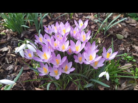 Видео: Цветы во дворе