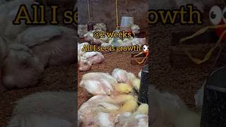 🐥 2 WEEKS UPDATE! BIG STEP COMING TOMORROW 😳🔥 #chicken #shorts #broilerchicken #broiler #farming