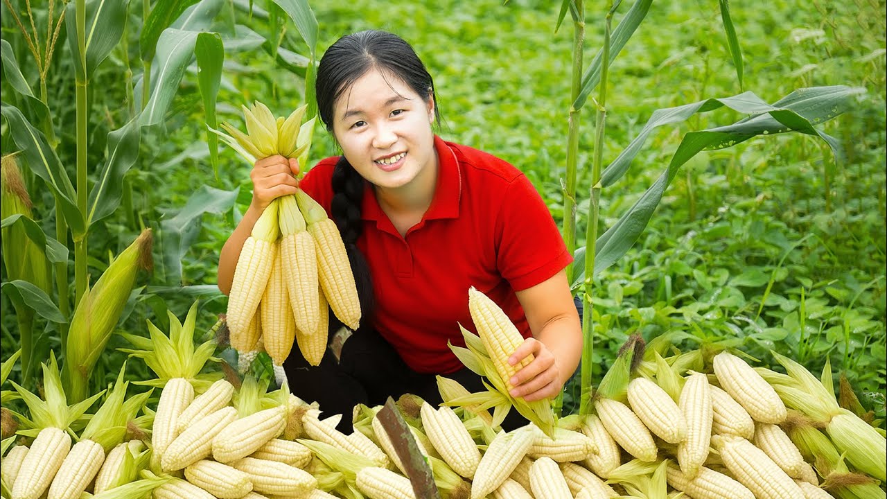 Harvest Lots of Sweet Corn: The Satisfying Journey from Field to Market Sell | Amelia-Free Bushcraft