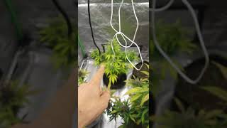 Last Update Season 1 Episode 9 of the White Widow Auto Grow sponsored by #ILGM
