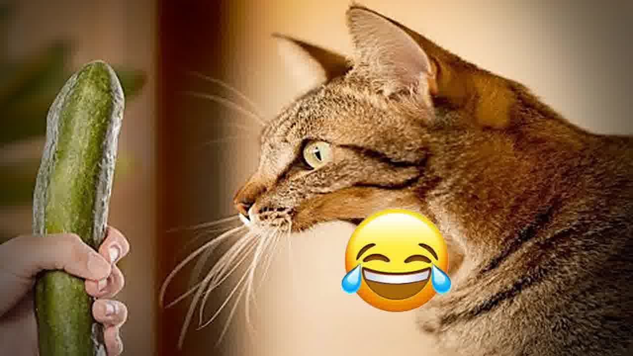 😻❤️ New Funny Cats and Dogs Videos 🐈😂 Funny And Cute Animal Videos 2023 # 11