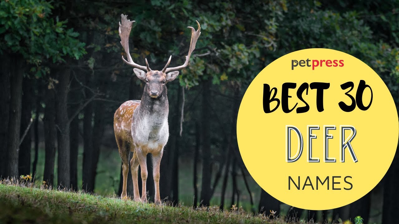 Top 30 Deer Names The Most Creative Deer Names PetPress YouTube pet-deer-name-generator-1000-pet-deer-names
