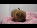 297067 柴犬 297067 柴犬