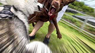 犬社会の厳しさを知るシベリアンハスキー