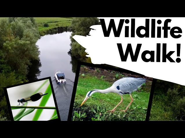 A Wildlife Walk - British Wildlife in the River Waveney valley class=