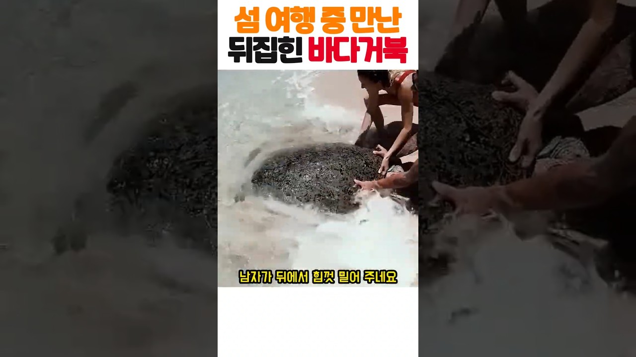 섬 해변 한가운데서 배를 드러낸 채 뒤집혀 있던 거대한 바다거북을 구조한 감동 실화 ㄷㄷ ㅠㅠ #바다거북 #동물구조 #감동실화 #힐링 #도파민폭발