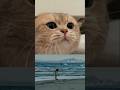 #catshorts #catlovers #fypシ゚viral #kucinglucu