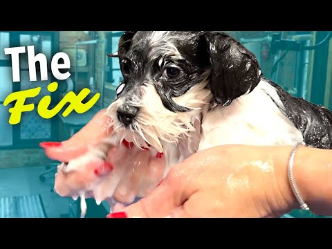How To Fix Puppy With Dry Flaky Skin