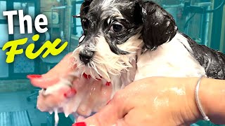 How to FIX Puppy with DRY flaky SKIN by Go Groomer 13,736 views 1 year ago 13 minutes, 13 seconds