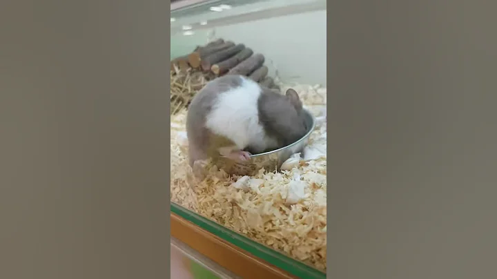 Billy Burrow Hamster