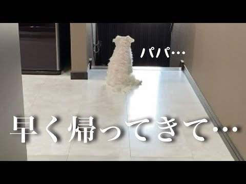 愛犬@ My heart tightened when I saw my dog after daddy left