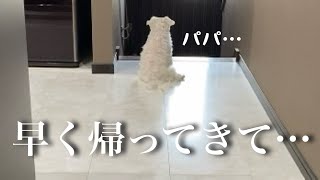 My heart tightened when I saw my dog ​​after daddy left... by マルチーズのナナ 19,424 views 1 month ago 4 minutes, 32 seconds