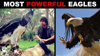 10 Strongest Eagles on Earth