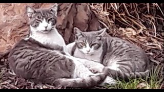 Stray cat Cinderella runs into brother General Gray for cuddles.