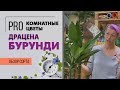 Драцена Бурунди - сорт душистой драцены | Чем отличаются душистые драцены от других разновидностей