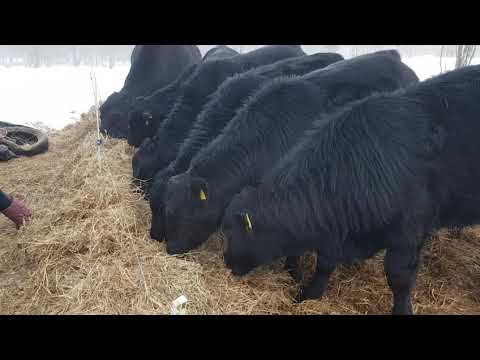 Video: Kaip atrodo bulių pušis?