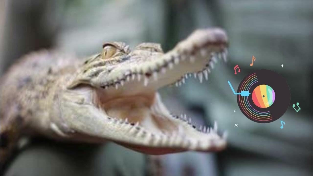 Alligator Angry Growl Sound Effect. - YouTube