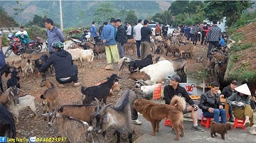 phiên chợ vùng cao phía tây bắc lạ quá chợ phiên cán cấu