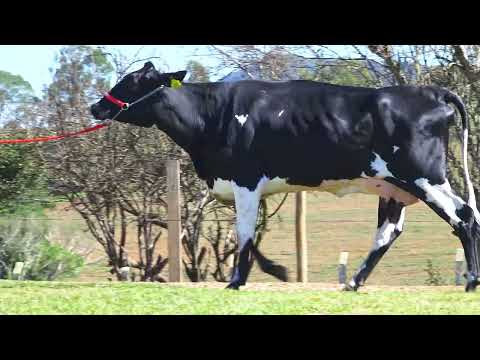 LOTE 40 3572 DA PEZ