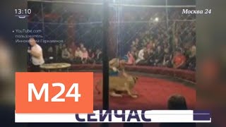 Девочку, на которую напала цирковая львица на Кубани, прооперировали - Москва 24 Девочку, на которую напала цирковая львица на Кубани, прооперировали - Москва 24