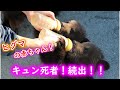 ヒグマの赤ちゃん!罪のないミルクを襲う 姿に可愛さ限界突破!Baby bear cute thing
