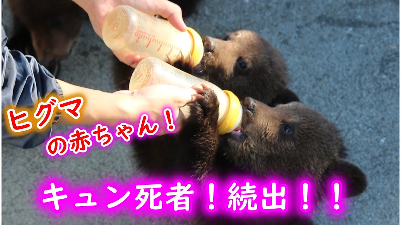 ヒグマの赤ちゃん！罪のないミルクを襲う 姿に可愛さ限界突破！Baby bear cute thing