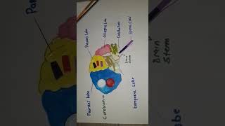 OPV 122 brain badge assignment