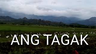 Great Egret Philippines. (TAGAK).