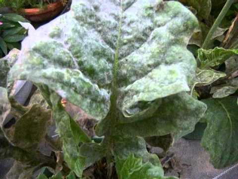 うどん粉病の対策 How To Care For Powdery Mildew Youtube