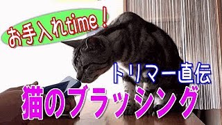 【気軽に５分】トリマー直伝！猫の本格ブラッシング【おうちお手入れ】