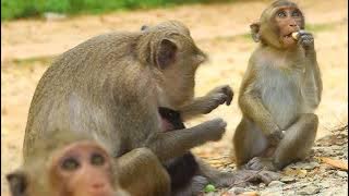 Mama Nanda Sit Remove Lice For Nanaco During give Milk To New Born Nov26,2025/Vs.5k768.Ambers