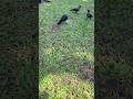 😀😃😄#Eating crow .Hungry Crow Feast 🐦🍽️ #Shorts • Crow Eating Like a Boss