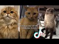 BEST CAT TIKTOKS!! #9