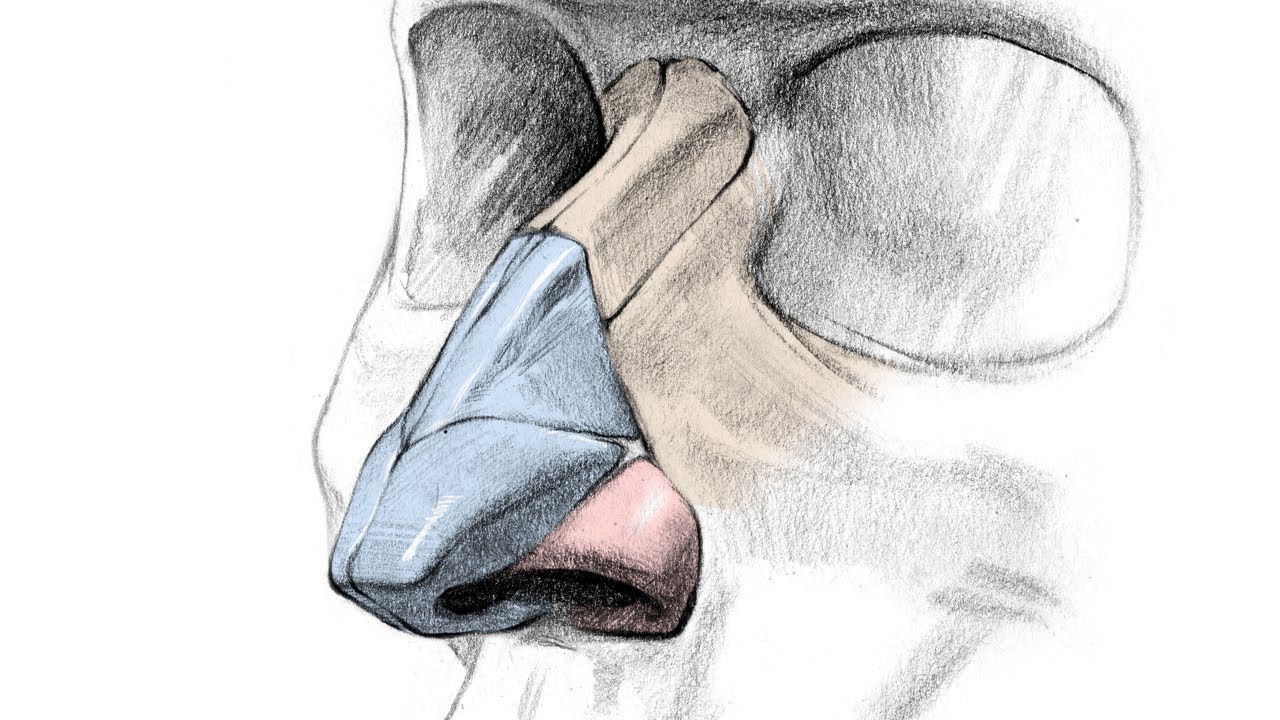 human nose bone anatomy