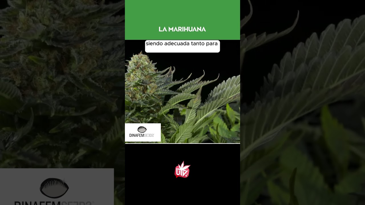 TODO sobre la MÍTICA WHITE WIDOW