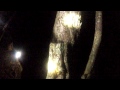 Coon Hunting Movie Coon Hunting Movie