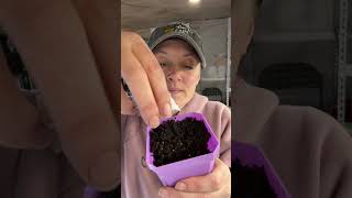 😅 Day 31: Seed Starting Marathon😅 #jetlagged